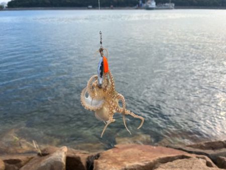 イイダコのサイズアップ！でも数は減少傾向！…