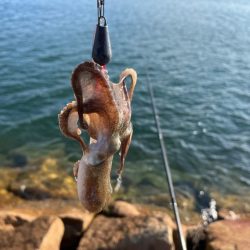 イイダコのサイズアップ！でも数は減少傾向！！