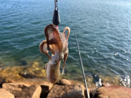 イイダコのサイズアップ！でも数は減少傾向！！