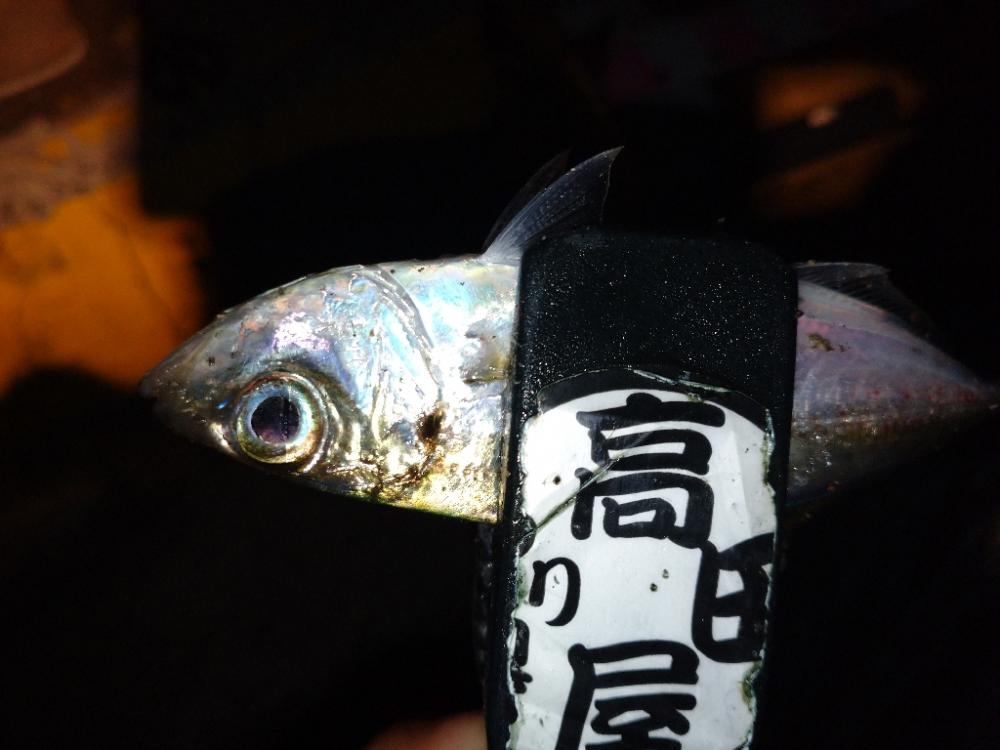 今夜のアジング