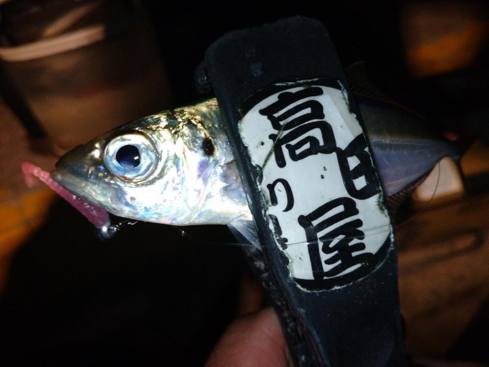 今夜のアジング