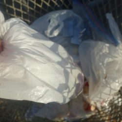 清掃活動：強風の小潮と陸風に乗った霧