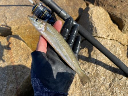 今日もキス釣り！上げ７分で良型ヒット
