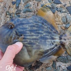 姫路のカワハギ、まだいける。