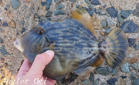 姫路のカワハギ、まだいける。