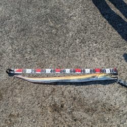 まさかの鱧！！！