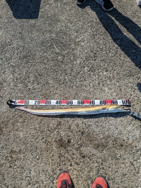 まさかの鱧！！！