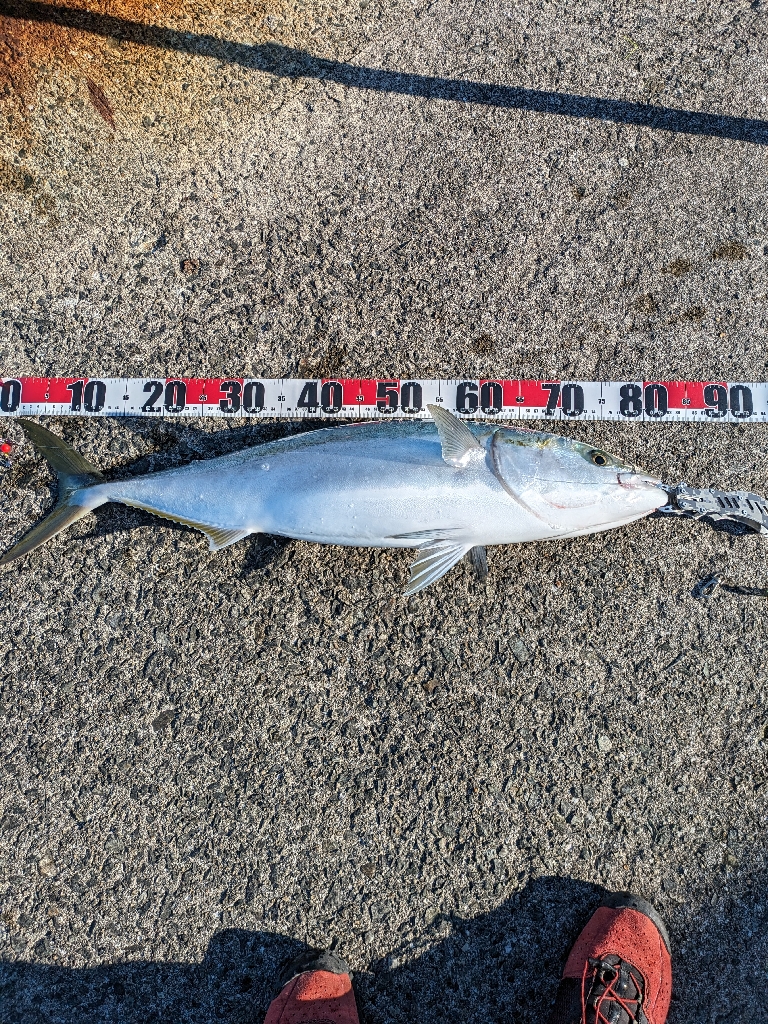 今季初ブリ!!おまけに自己記録更新