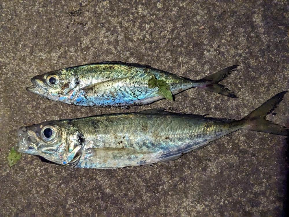 久しぶりのアジ