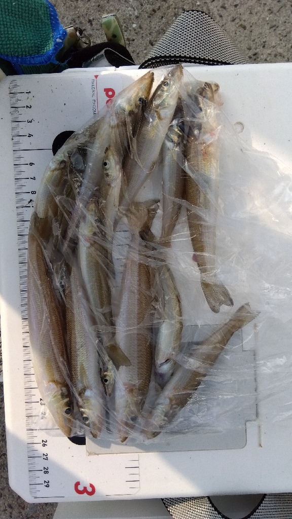 苅屋海岸のキス釣り