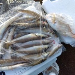 苅屋海岸のキス釣りる