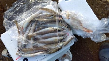 苅屋海岸のキス釣りる