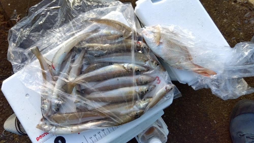 苅屋海岸のキス釣りる