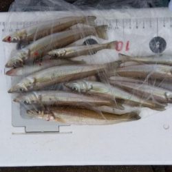 苅屋海岸のキス釣り