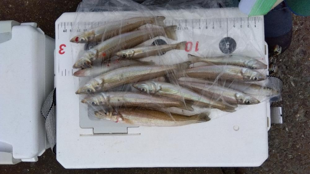 苅屋海岸のキス釣り