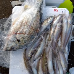 苅屋海岸のキス釣り