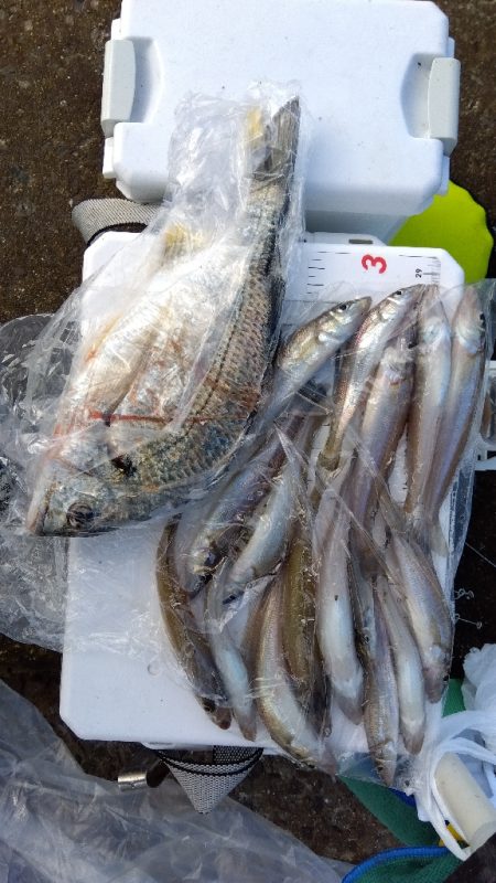 苅屋海岸のキス釣り