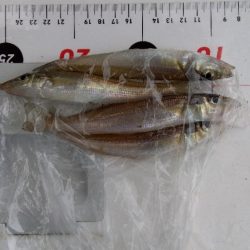 室津のキス釣り