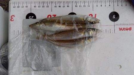 室津のキス釣り