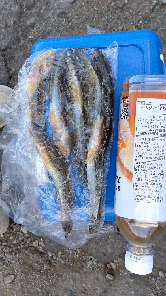 高砂港のチョイ投げ