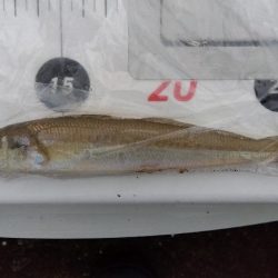 苅屋海岸の投げ釣り