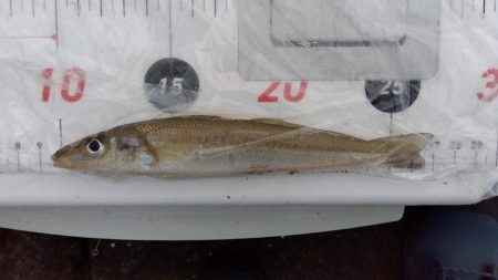 苅屋海岸の投げ釣り