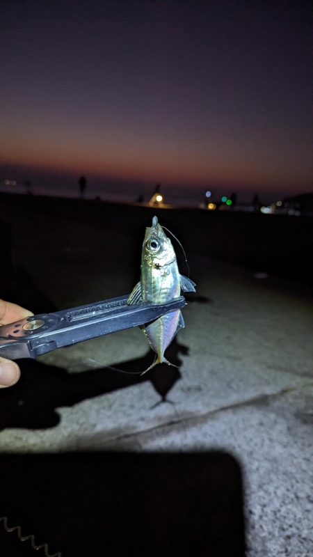 エギングとアジング