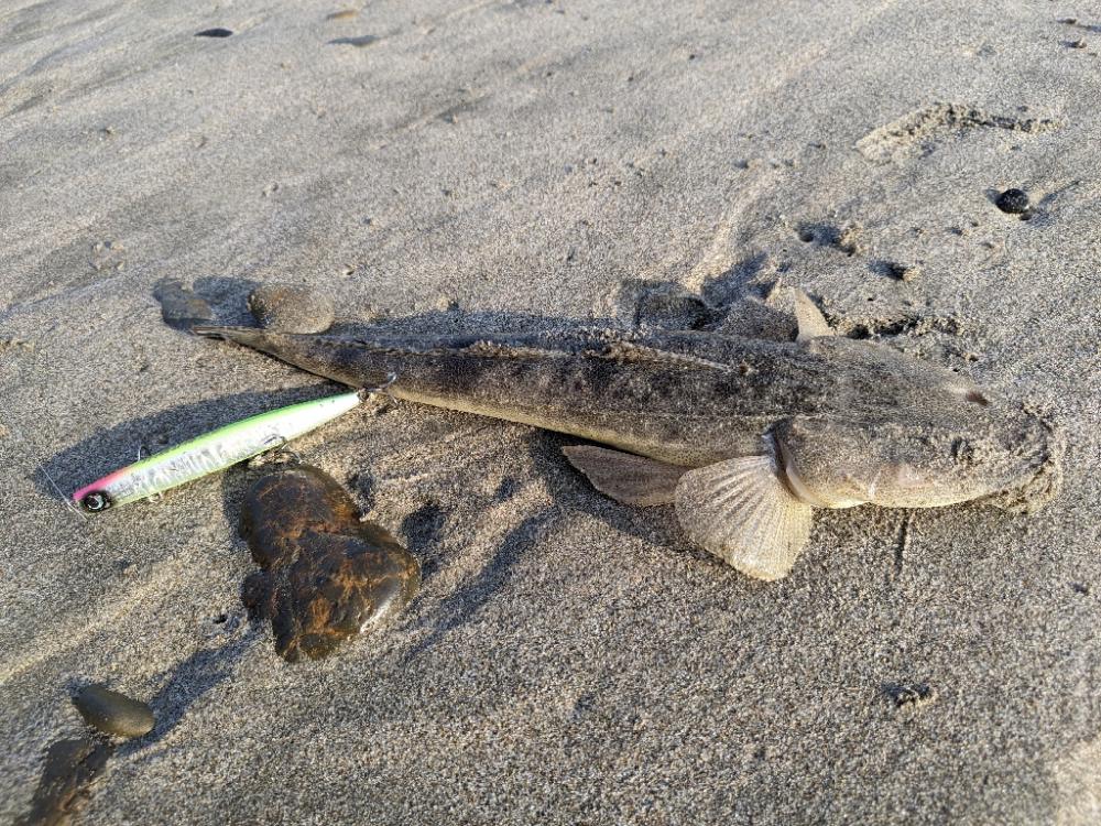 初遠州灘シーバス、マゴチ