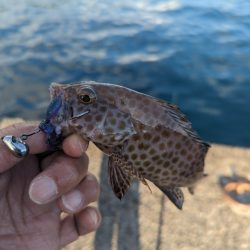 陸っぱり釣行記