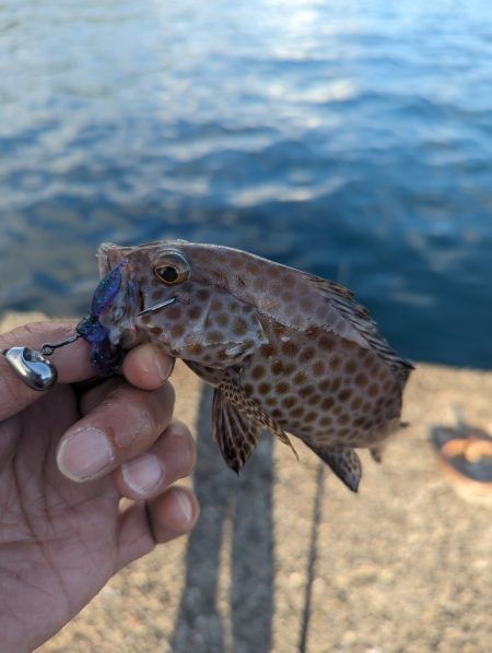 陸っぱり釣行記