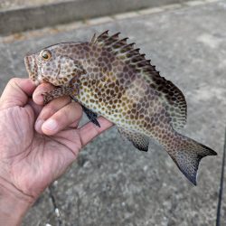 陸っぱり釣行記