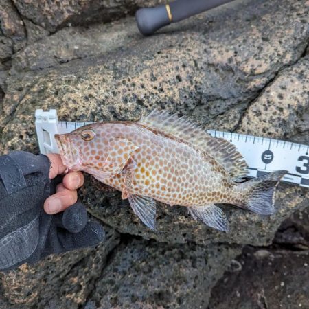 陸っぱり釣行記