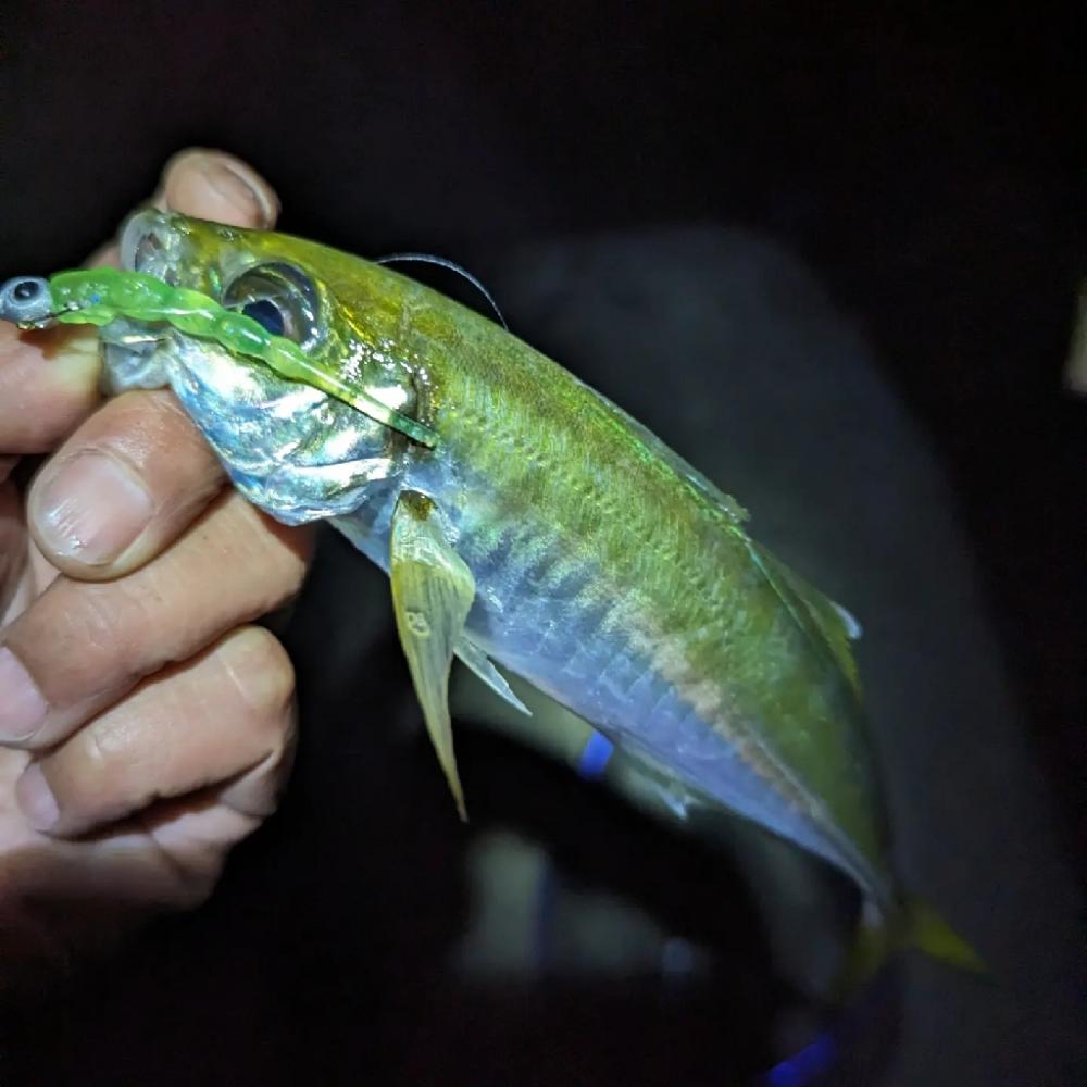 陸っぱり釣行記