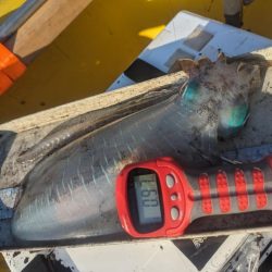 キロタリナーズ