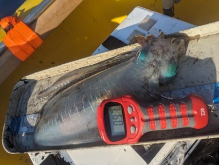 キロタリナーズ