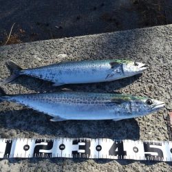 そろそろサワラが釣りたい