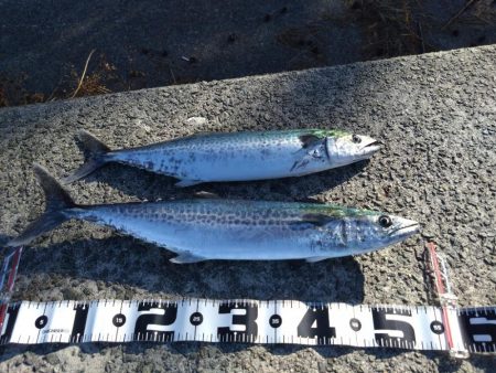 そろそろサワラが釣りたい