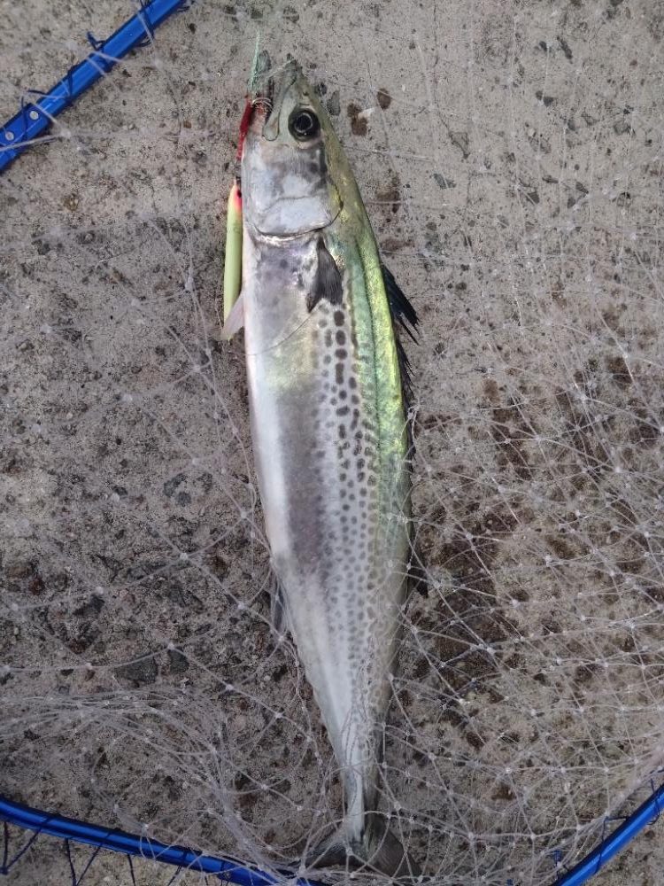 サゴシの時合短し!