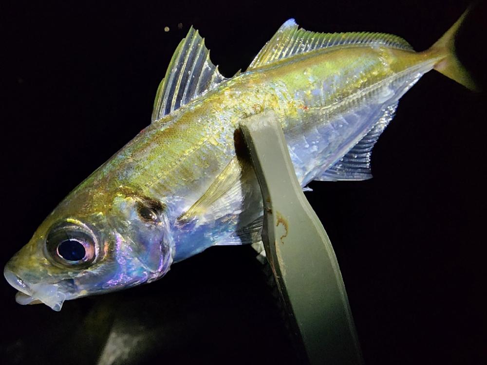 仕事終わりに🎣