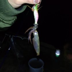 めっきり冷えてヒイカの季節ですね