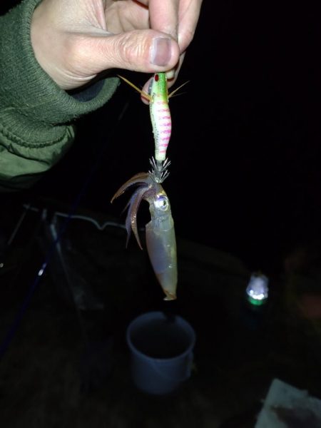 めっきり冷えてヒイカの季節ですね