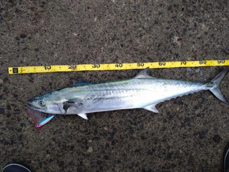 自己新のサワラ！