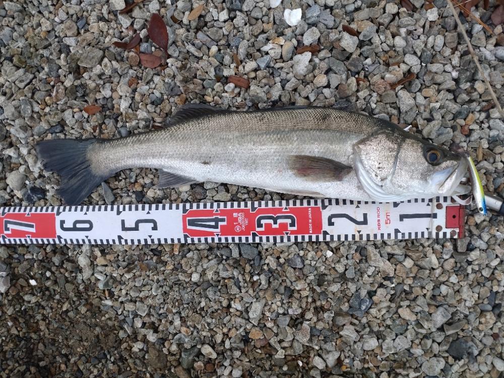 デイ〜ナイトのシーバス