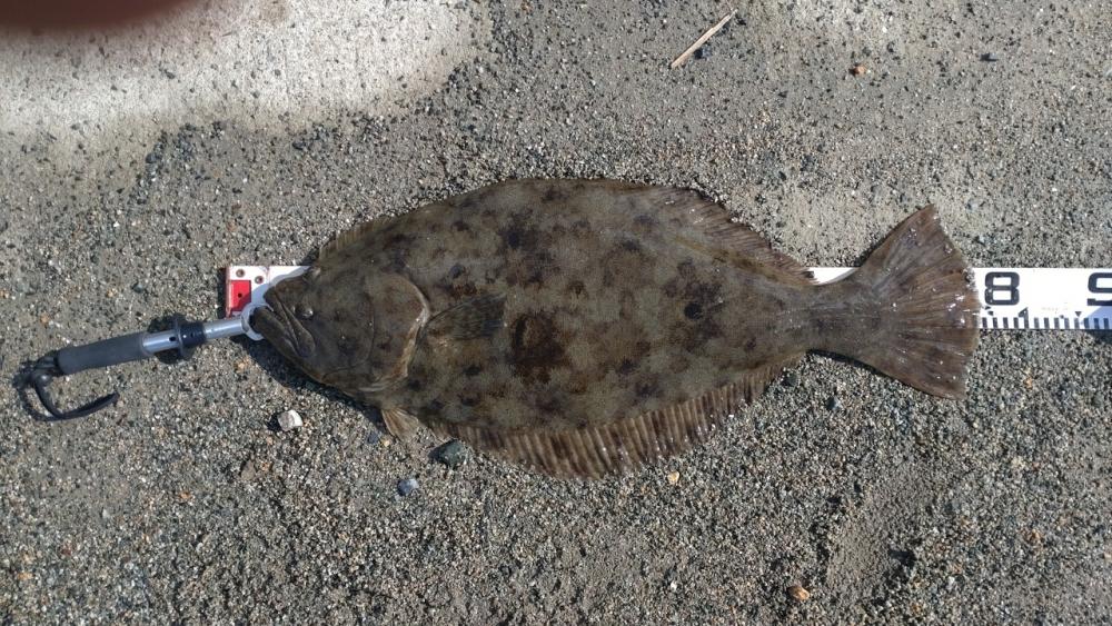 新リールに鱗つきました