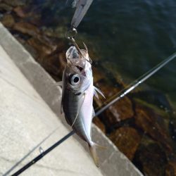 潮動かず、、、