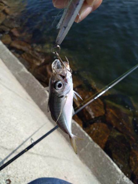 潮動かず、、、