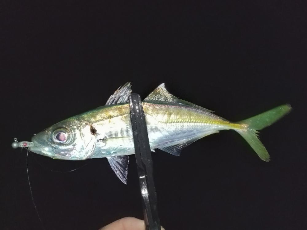 ナイトアジング