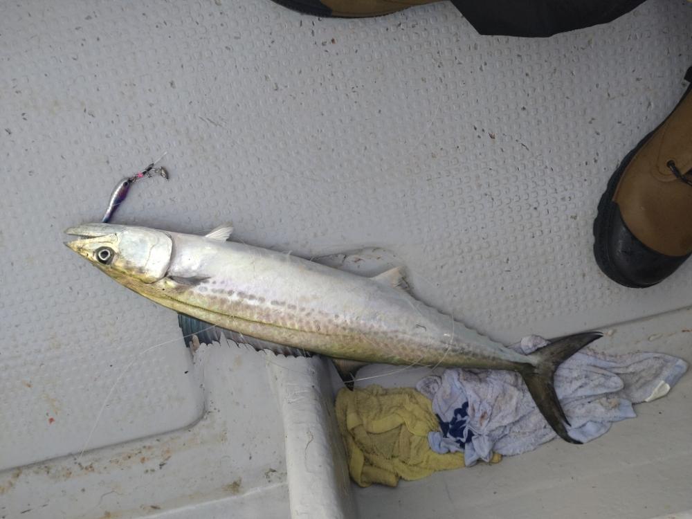 激渋の中での価値ある魚