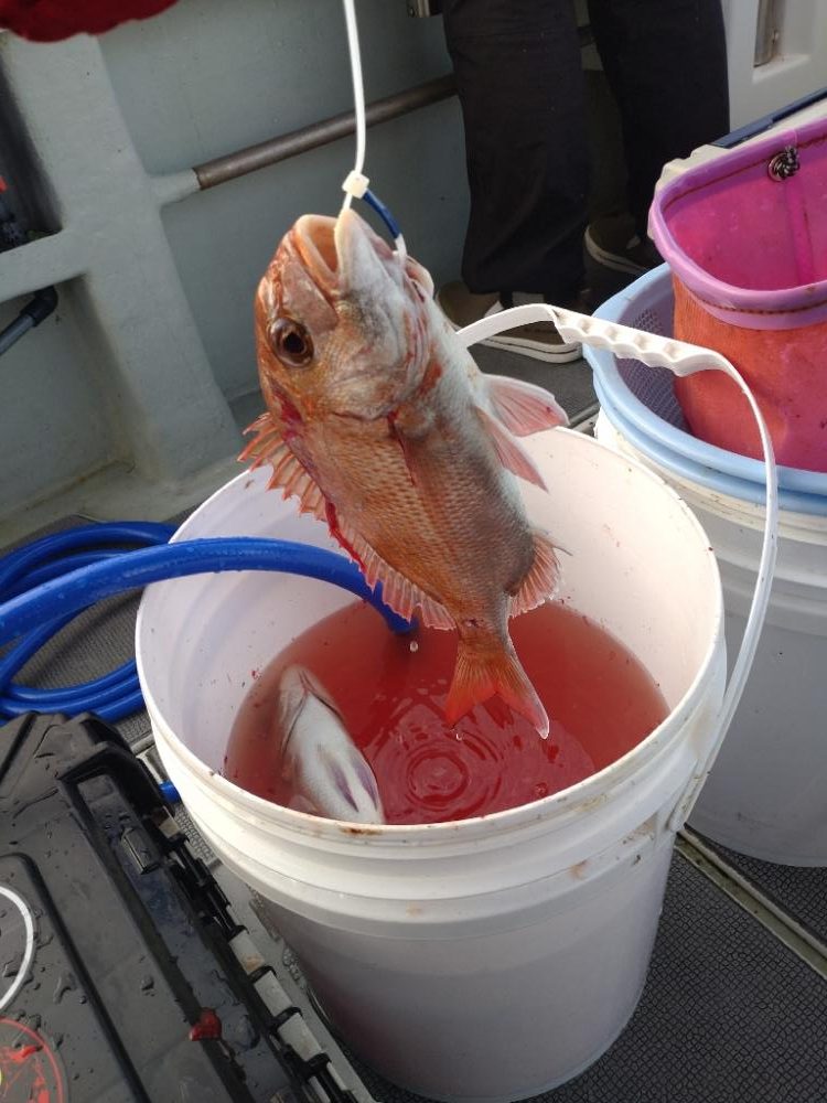 渋渋のタイラバ