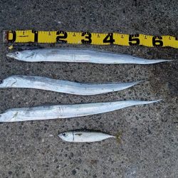 プチファミリーフィッシング GAME